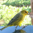 ZLJB17-Zy1s-channel-avatar-Canto Natural e Dicas