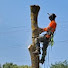 RyyB78PIV6I-channel-avatar-Hrepta - felling trees