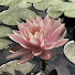 XC4kxiiyq9s-channel-avatar-Lotus Blossom