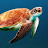 @turtle-disc