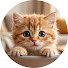 OTGF6nXBG2k-channel-avatar-Тигидик