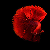 World StudioZ