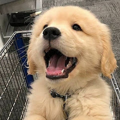 Dogzsome