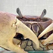 Crab Club