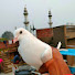E2waUmYxrGE-channel-avatar-kabutar-And-patang70