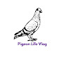 Pigeon Life Vlog logo