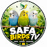 vKhS8YxtcDc-channel-avatar-Safa Birds Tv