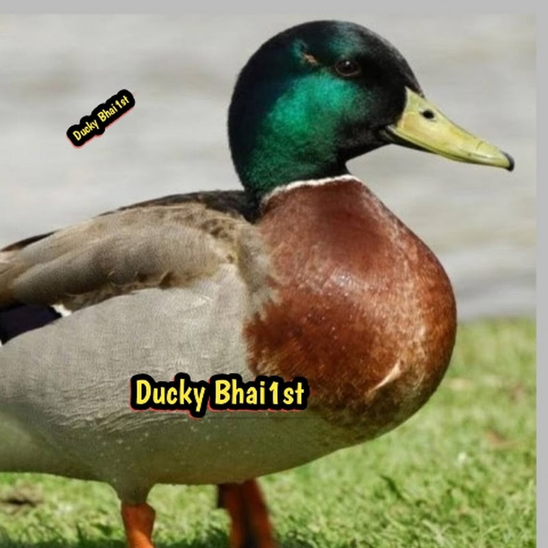 DuckyBhai 