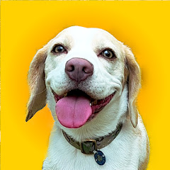 ビーグル犬。そばたろうチャンネルアイコン画像