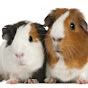 Guinea Pig Family  logo