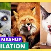 AnimalMashup