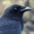 @CROW907-hehe