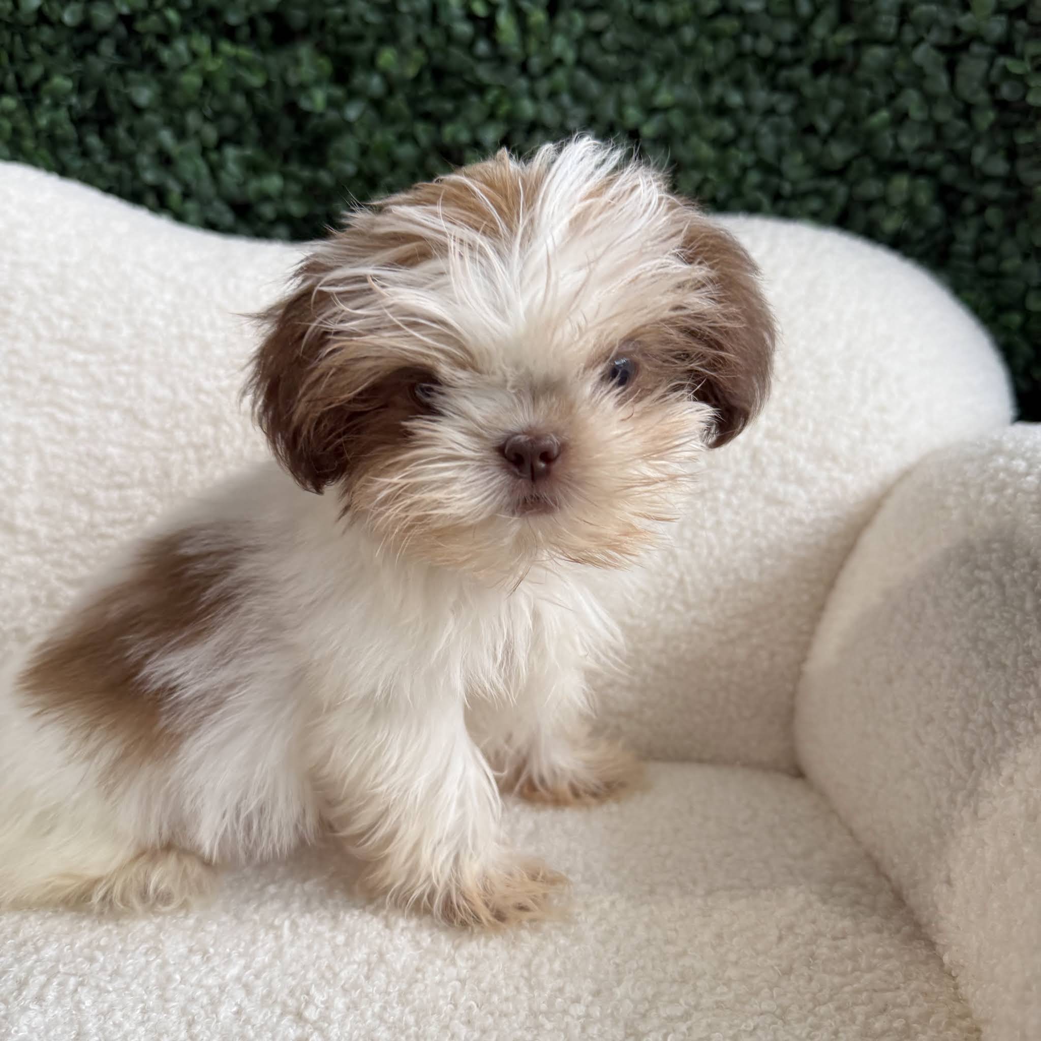 Post from Puppies For Sale Local Breeders
