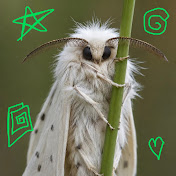 ɴɪᴋᴏʟᴀɪ