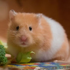 Hamsters Daily