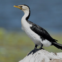 Shag on a Rock Fishing Channel 🐟