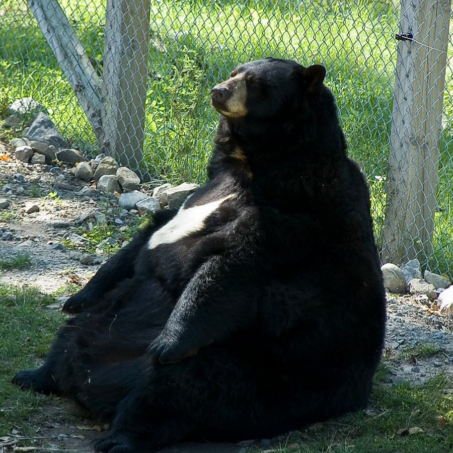 Медведи бывают толстыми
