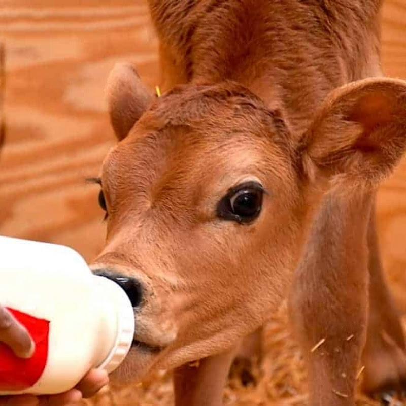 Hire lee — Pets & Animals YouTube creator for sponsorships