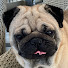 fVwpr2Mgu7I-channel-avatar-Audi The Pug