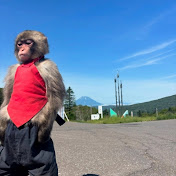 wild and funny and videos