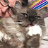 Qm7TIBIz7F8-channel-avatar-Mattiekitty Artworks