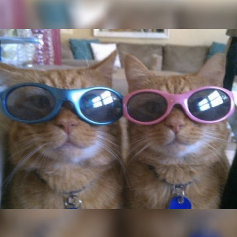 Bee and Shai icon