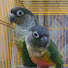 uCErR1JIijk-channel-avatar-LiveLaugh BIRDS