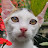 @Shohel_LXXV