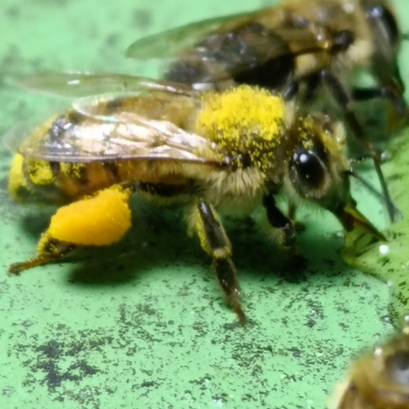 Bees the world