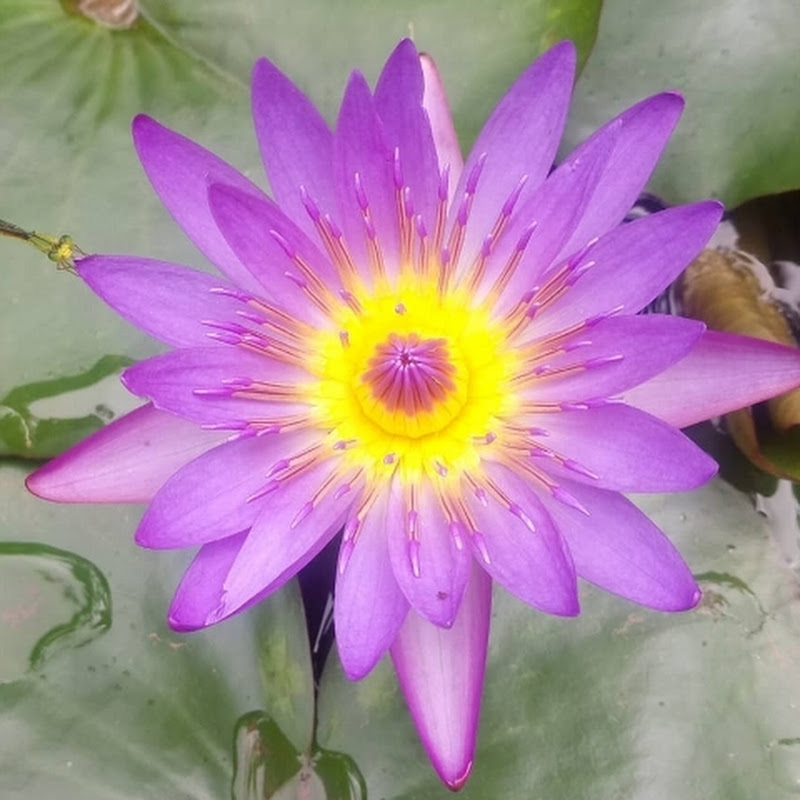 Awakening Enlightenment