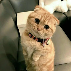 Loveforcutiecat