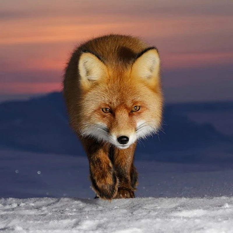 FoxFamily icon