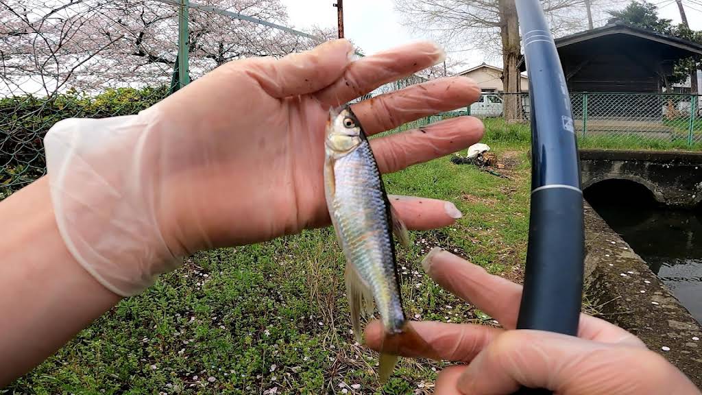 ベステルチョウザメ 約56㎝±直接引き取り限定埼玉県大里郡 観賞魚ショップ - kuretyouzame ページ！