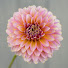 fZaQ5kU3cPc-channel-avatar-Petal And Stem Farm