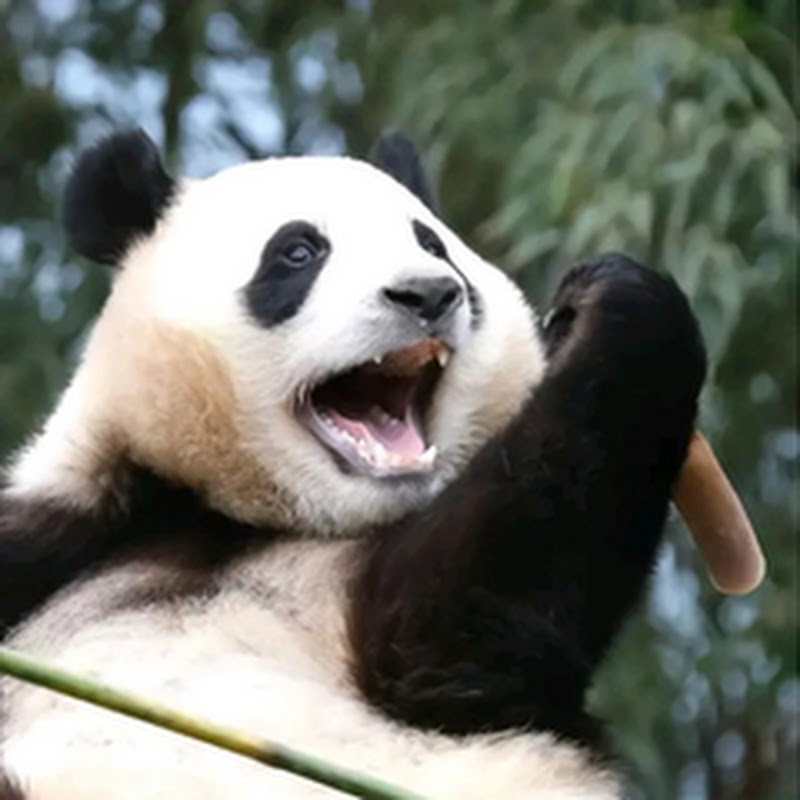 你好大熊猫 Logo