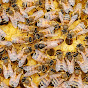 BLUEGRASS HONEYBEES logo
