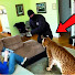 d1Mp0cq0Cb0-channel-avatar-Compassion For Paws