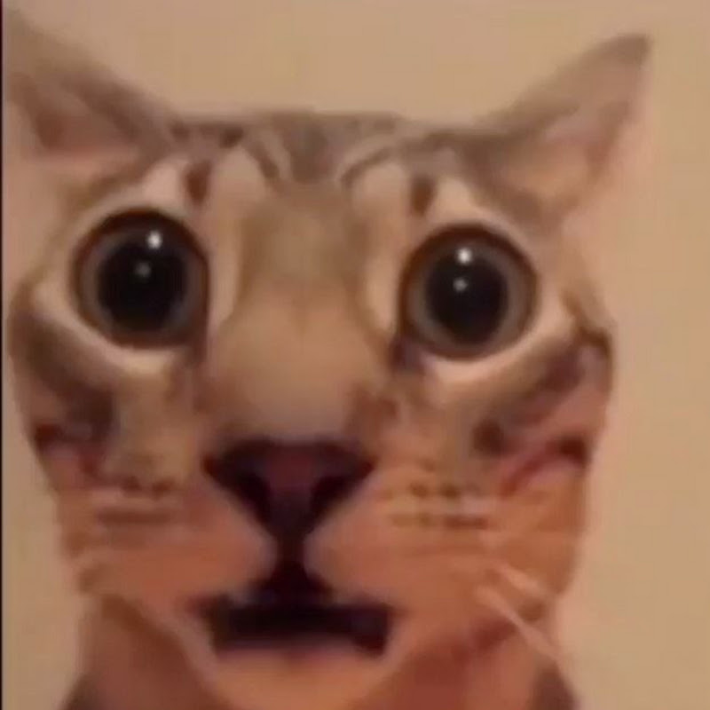 A Dumb Cat Uploads Random Videos 