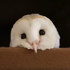 あほ毛のメンフクロウころも＊Barn  owl Coromoアイコン画像