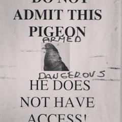 shinepigeon