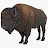 @don.buffalo