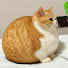 0XtIIUkKozE-channel-avatar-Mimi The Cat