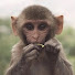 sWm1b9sy6w4-channel-avatar-Monkeysup