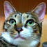 lz4Af9L3gq8-channel-avatar-KITTYloveKPOP