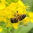 WYvToVD0zBE-channel-avatar-Nomadic Honey Hunters