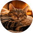 BFCGbTotcg0-channel-avatar-Tranquil Cat Fireplace