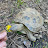 @hoosier_turtles_and_tortoises
