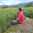 Rice farming Borneo 