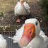 Pus4rJmVsMo-channel-avatar-2ChaoticGeese