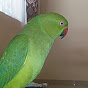 parrot aditya  logo